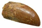 Serrated, Carcharodontosaurus Tooth - Real Dinosaur Tooth #351639-1